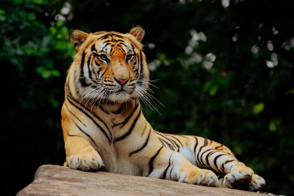 Scorcio del Parco Zoo Punta Verde con animali e visitatori